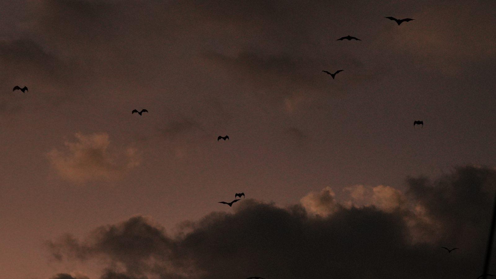 Kalong – Flock of bats in dusk sky (Taken on a real Komodo Explorer trip)