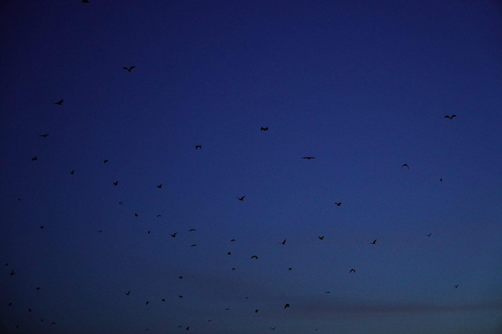 Kalong – many bats flying at dusk (Taken on a real Komodo Explorer trip)