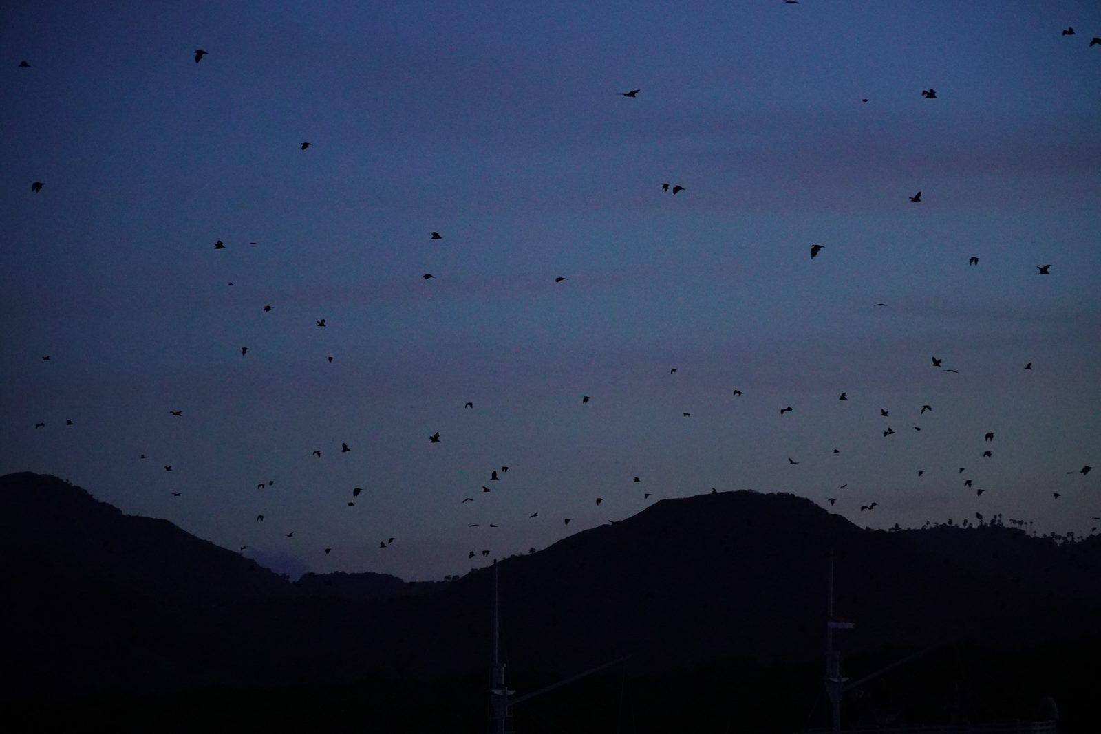 Kalong – bats flying over dark hills at dusk (Taken on a real Komodo Explorer trip)