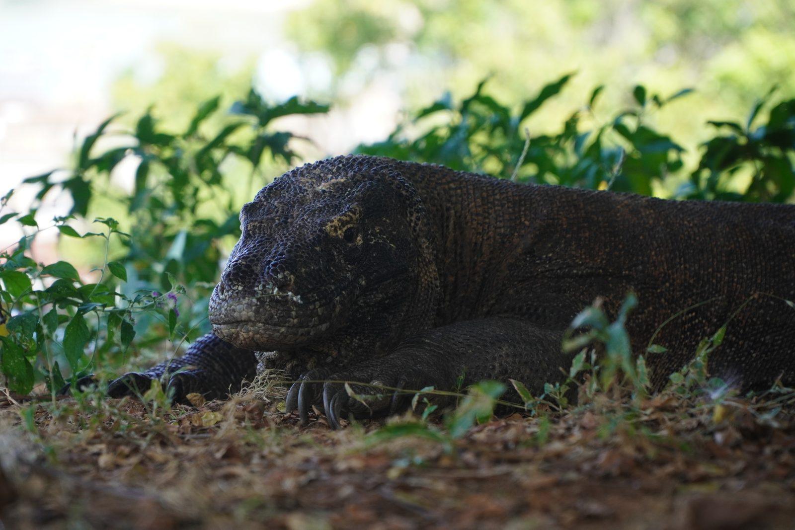 Princess Nabila Phinisi – Komodo dragons: the ranger walk on a Komodo boat trip