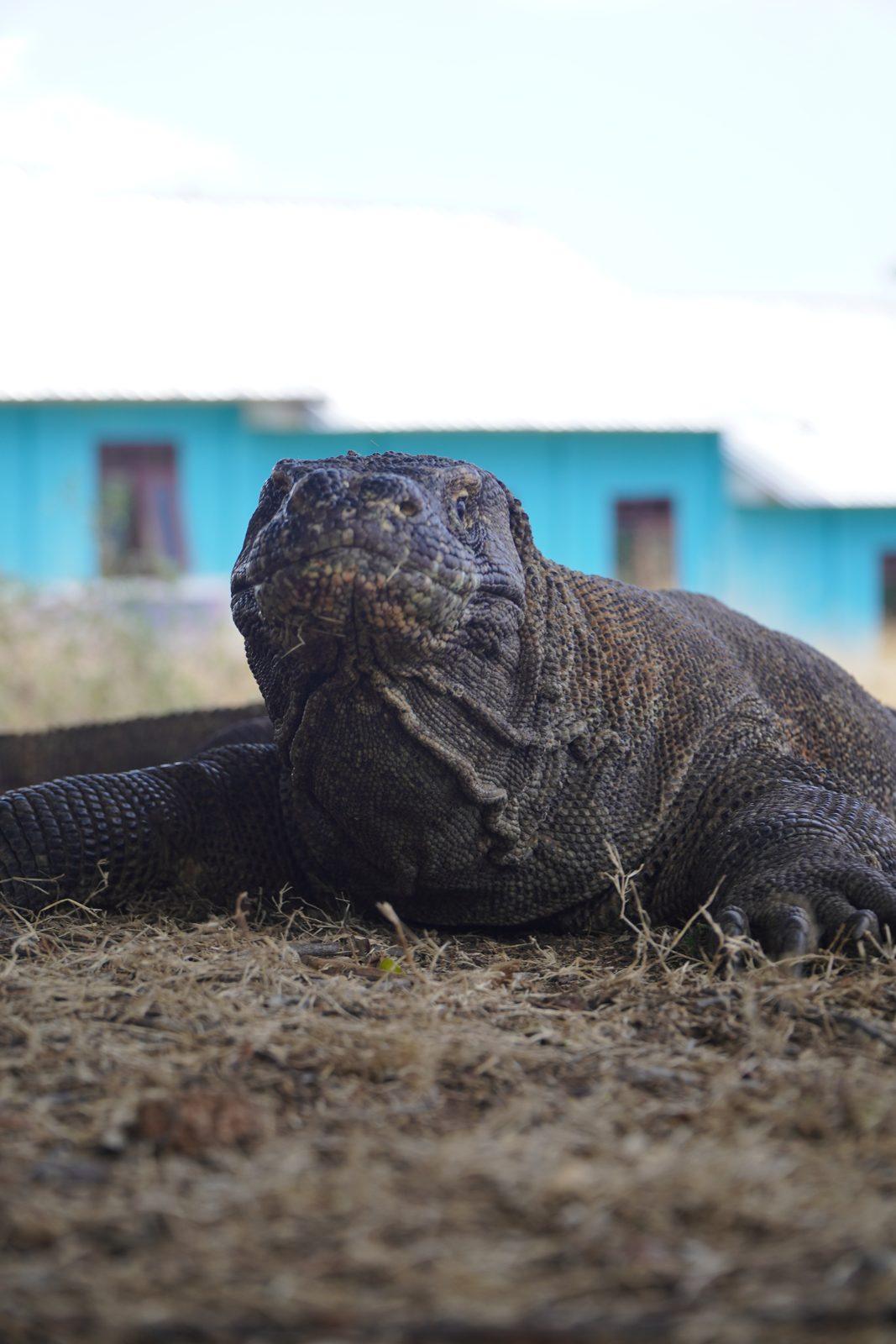 Komodo – dragon in front of blue house (Taken on a real Komodo Explorer trip)