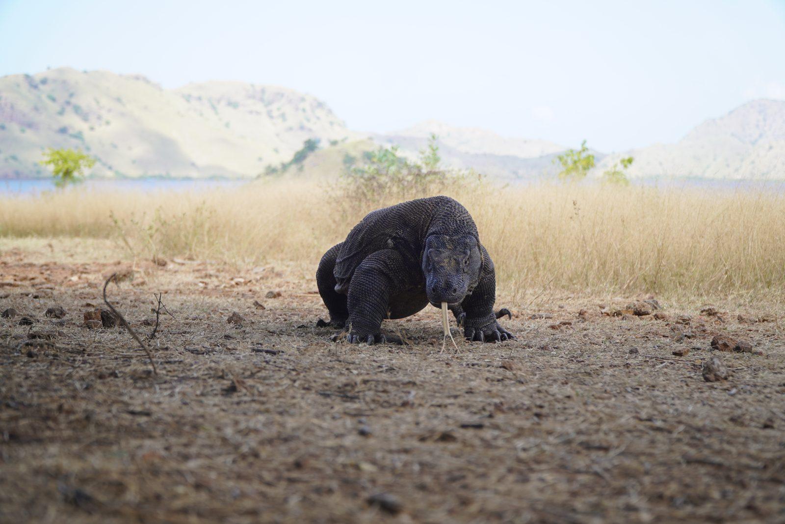 Komodo – dragon walking on dry savanna (Taken on a real Komodo Explorer trip)