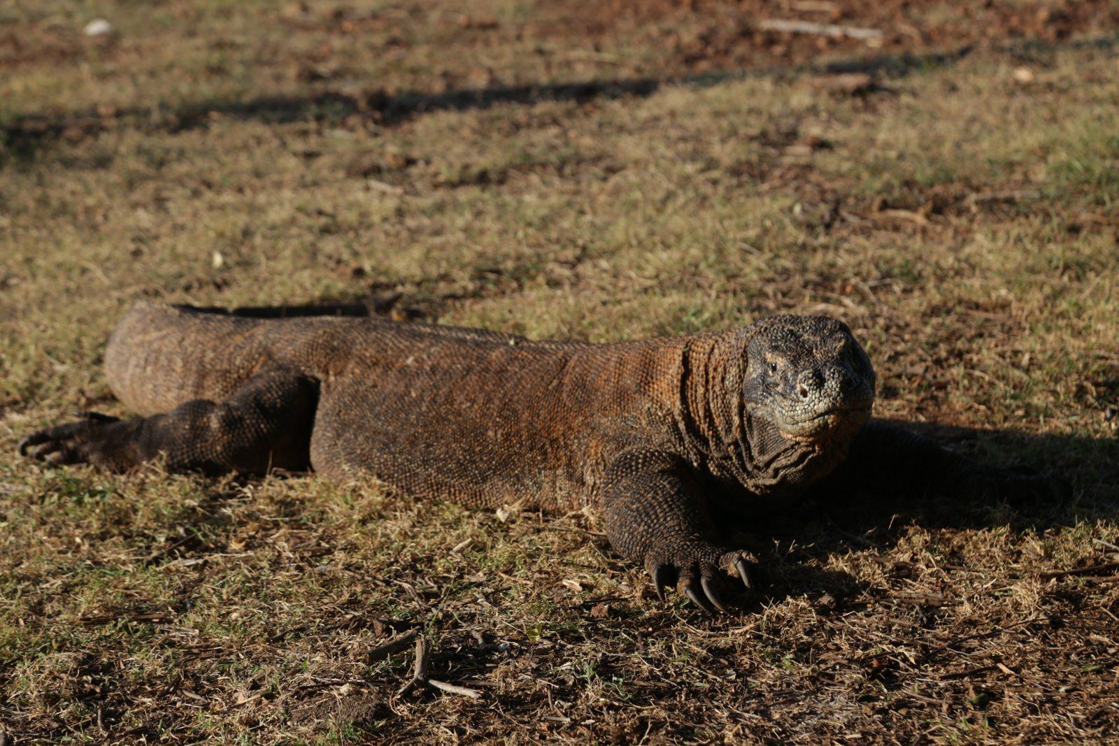 Komodo – komodo dragon resting in dry grass (Taken on a real Komodo Explorer trip)