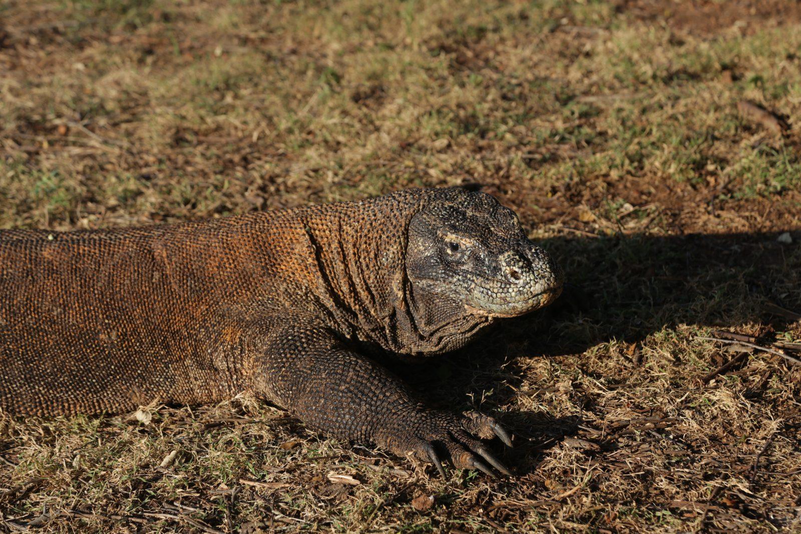Komodo – komodo dragon close, dry grass (Taken on a real Komodo Explorer trip)