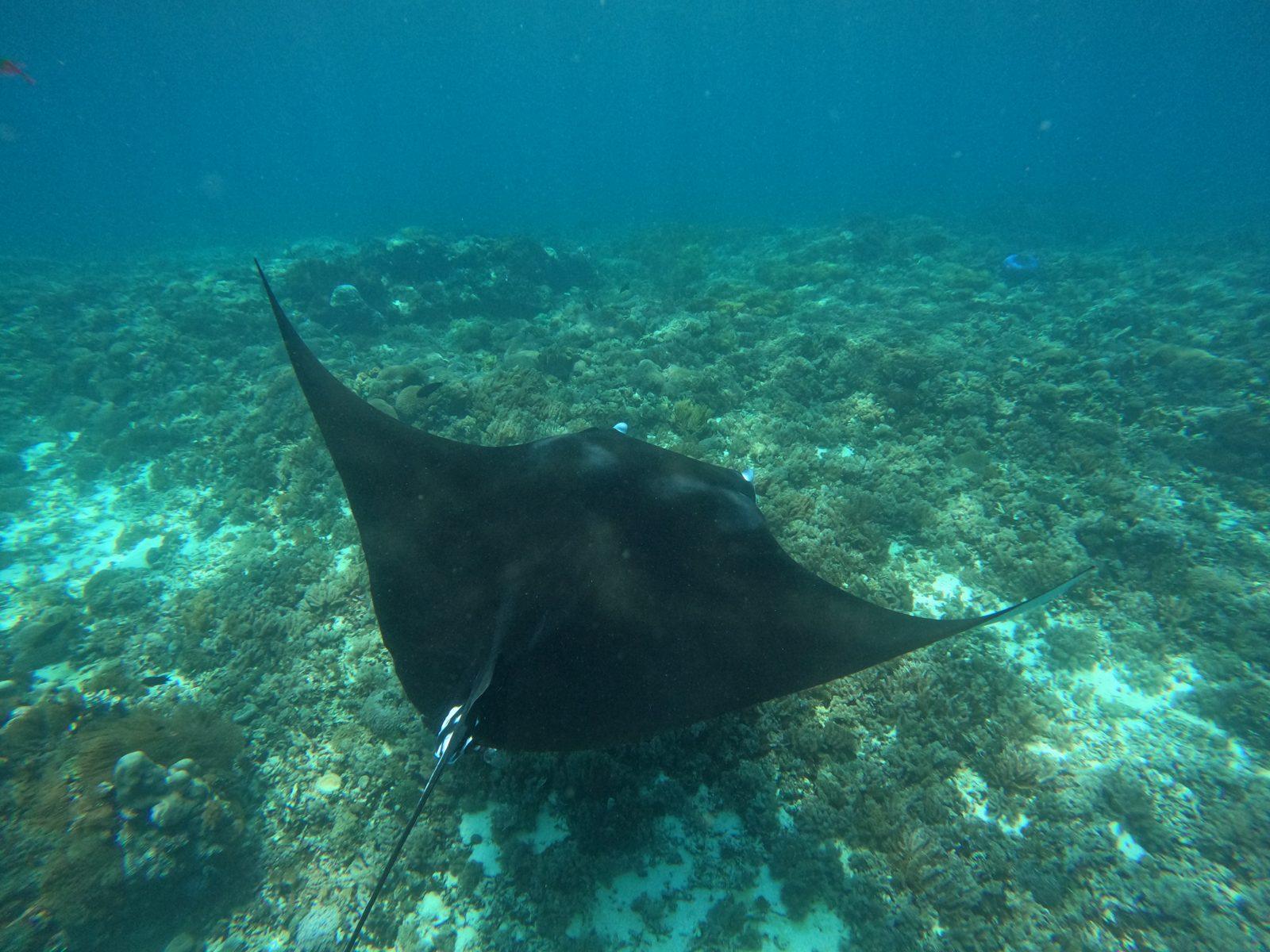 Princess Nabila Phinisi – Manta Point snorkelling in Komodo: a drift for confident swimmers