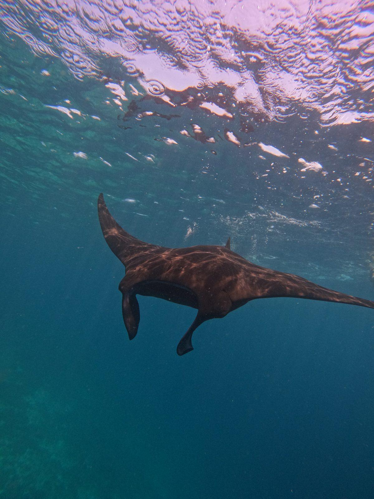 Manta Point – manta ray below swimmer at surface (Taken on a real Komodo Explorer trip)