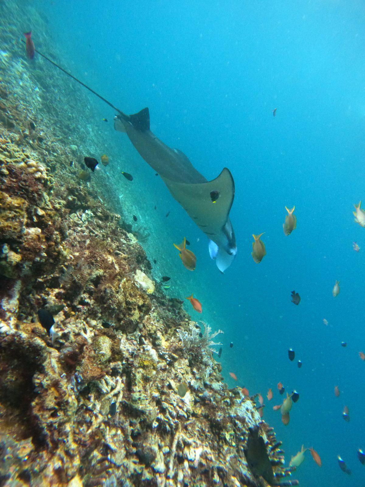 Manta Point – manta ray over reef with fish (Taken on a real Komodo Explorer trip)