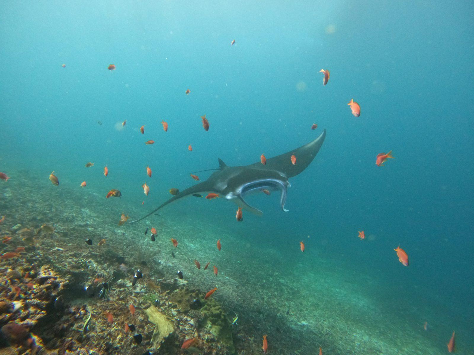 Manta Point – manta ray with fish over reef (Taken on a real Komodo Explorer trip)