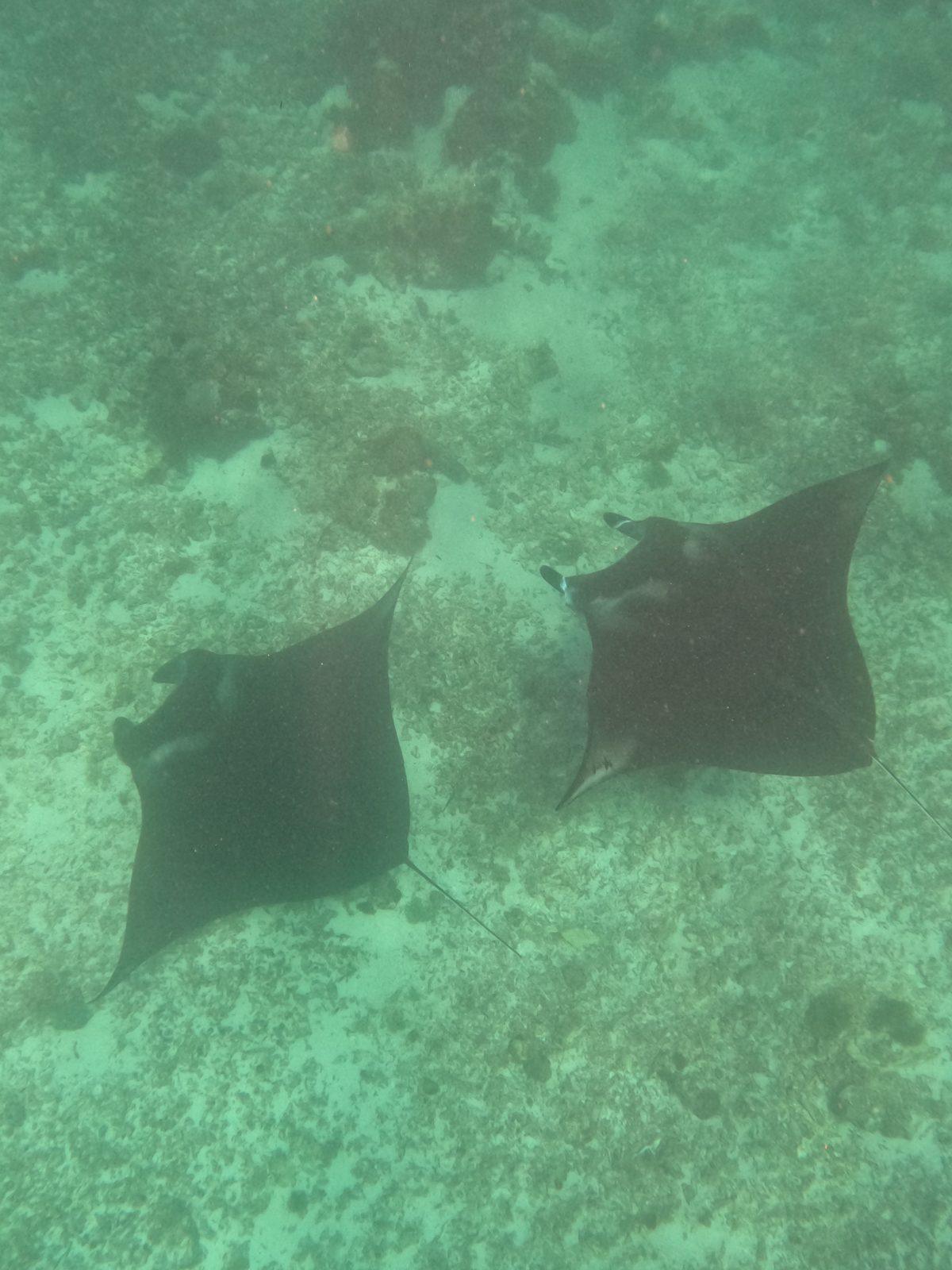Manta Point – Two mantas over sandy reef, overhead (Taken on a real Komodo Explorer trip)