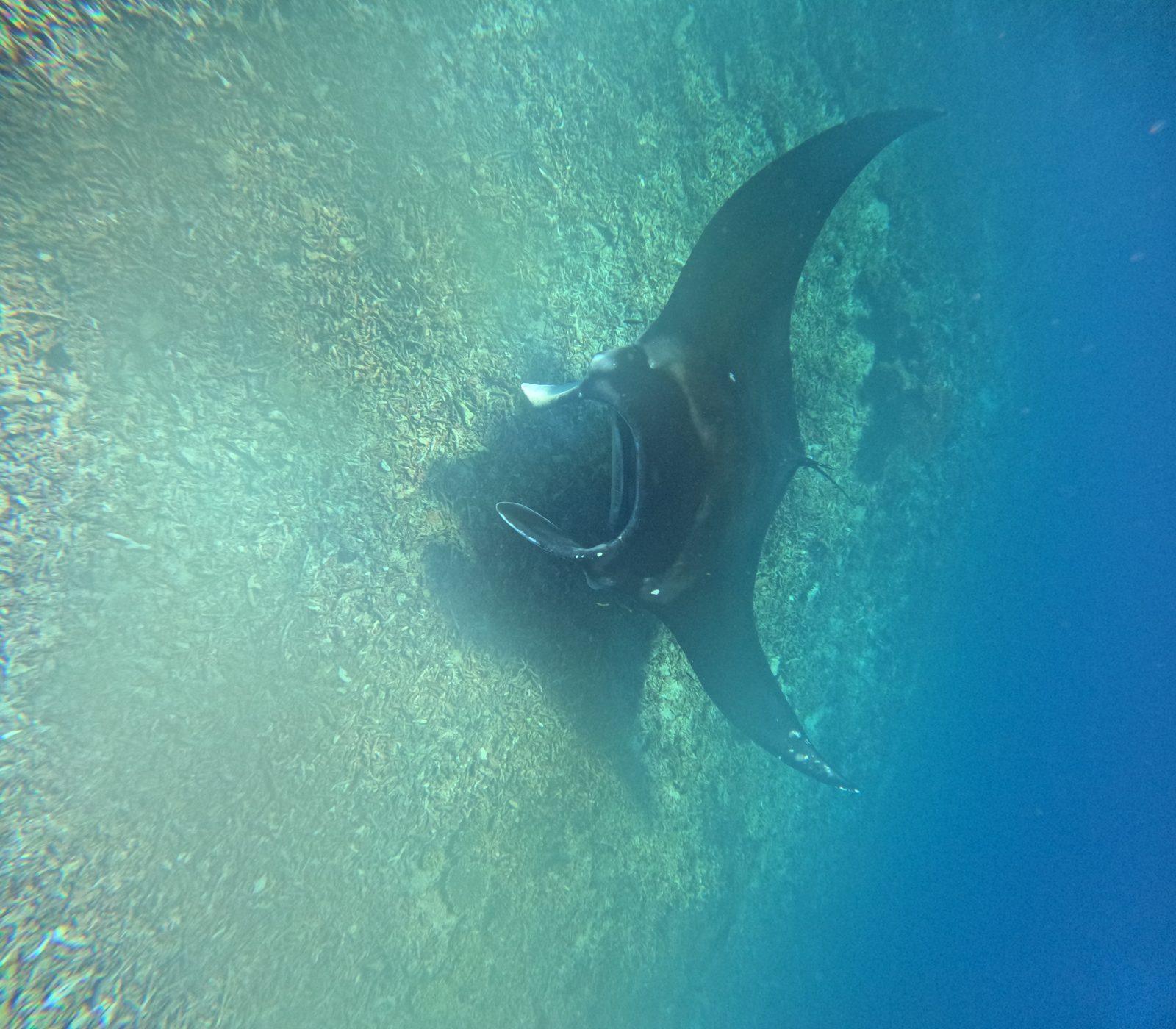 Manta Point – manta ray gliding over bright shallow water (Taken on a real Komodo Explorer trip)