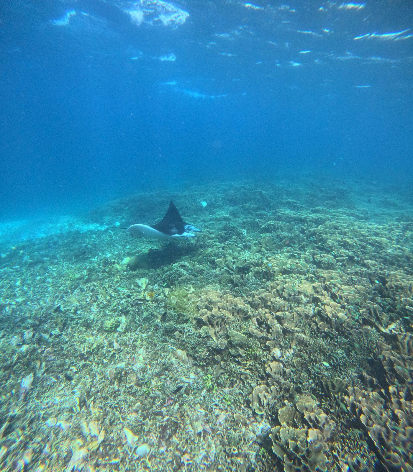 Manta Point – two manta rays gliding over reef (Taken on a real Komodo Explorer trip)