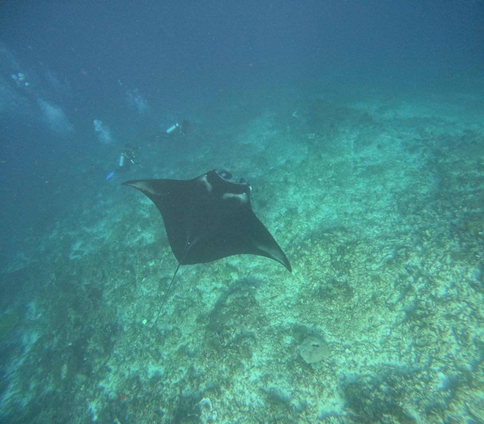 Manta Point – manta ray gliding over reef floor (Taken on a real Komodo Explorer trip)