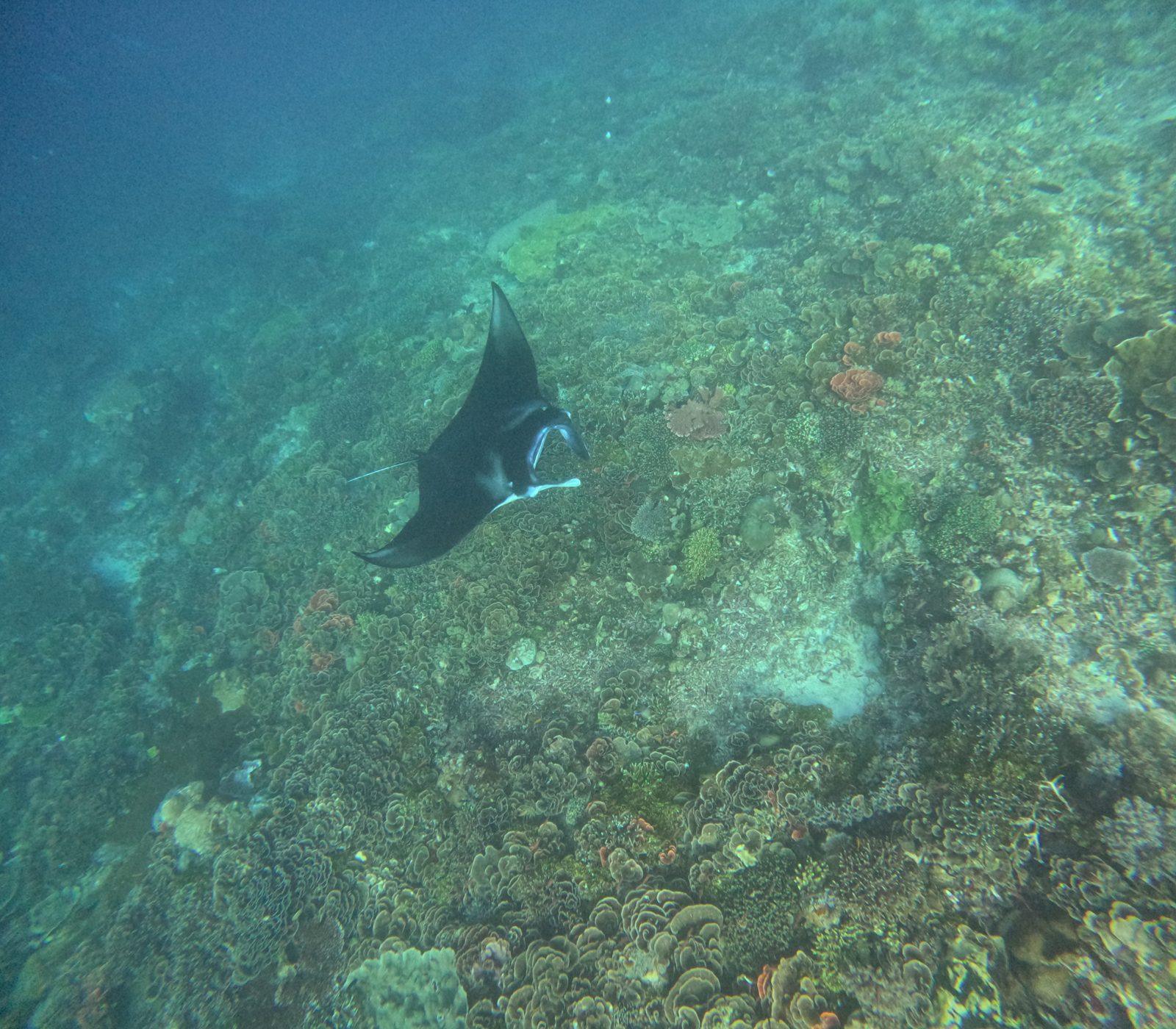 Manta Point – manta ray over dark reef (Taken on a real Komodo Explorer trip)