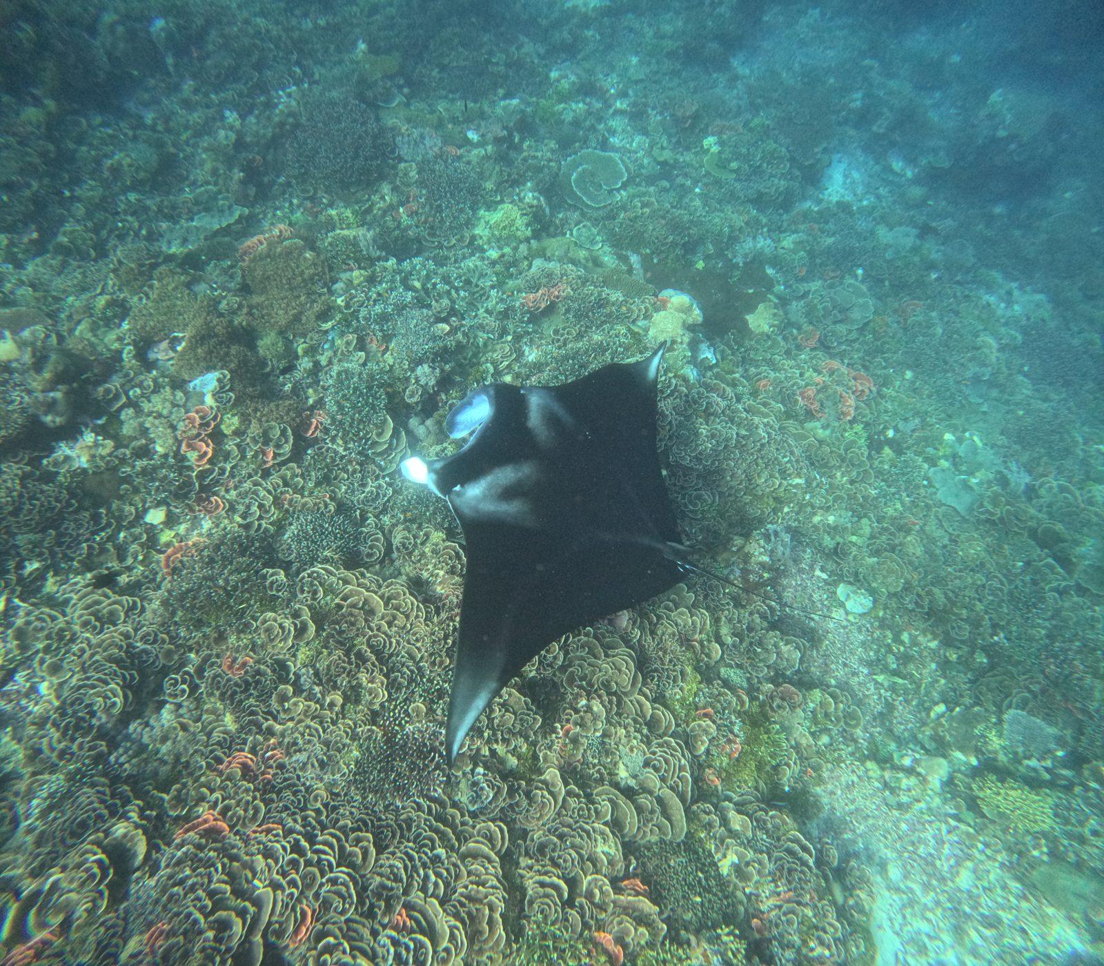 Manta Point – manta ray over coral reef (Taken on a real Komodo Explorer trip)