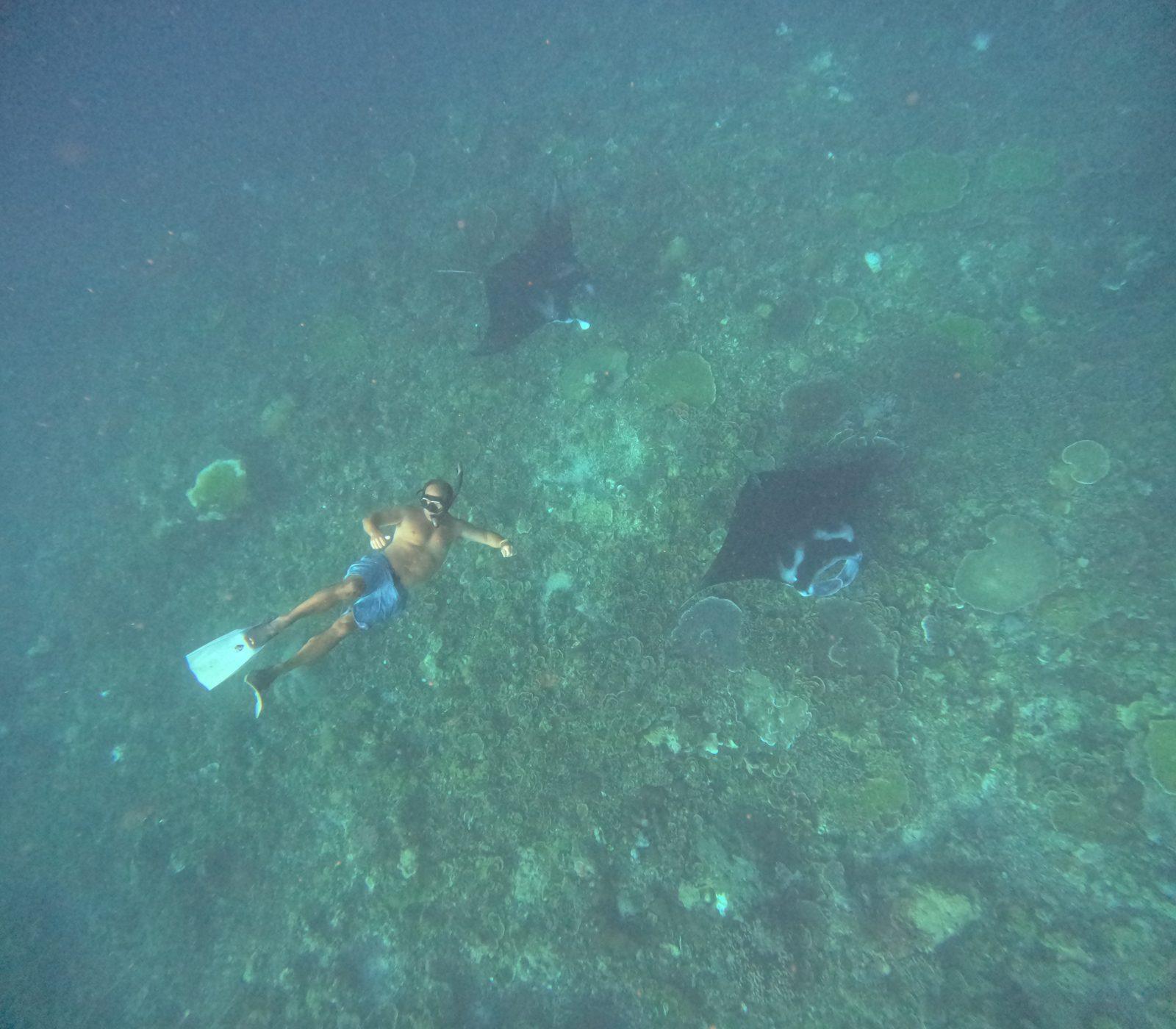 Manta Point – snorkeller with mantas over reef (Taken on a real Komodo Explorer trip)